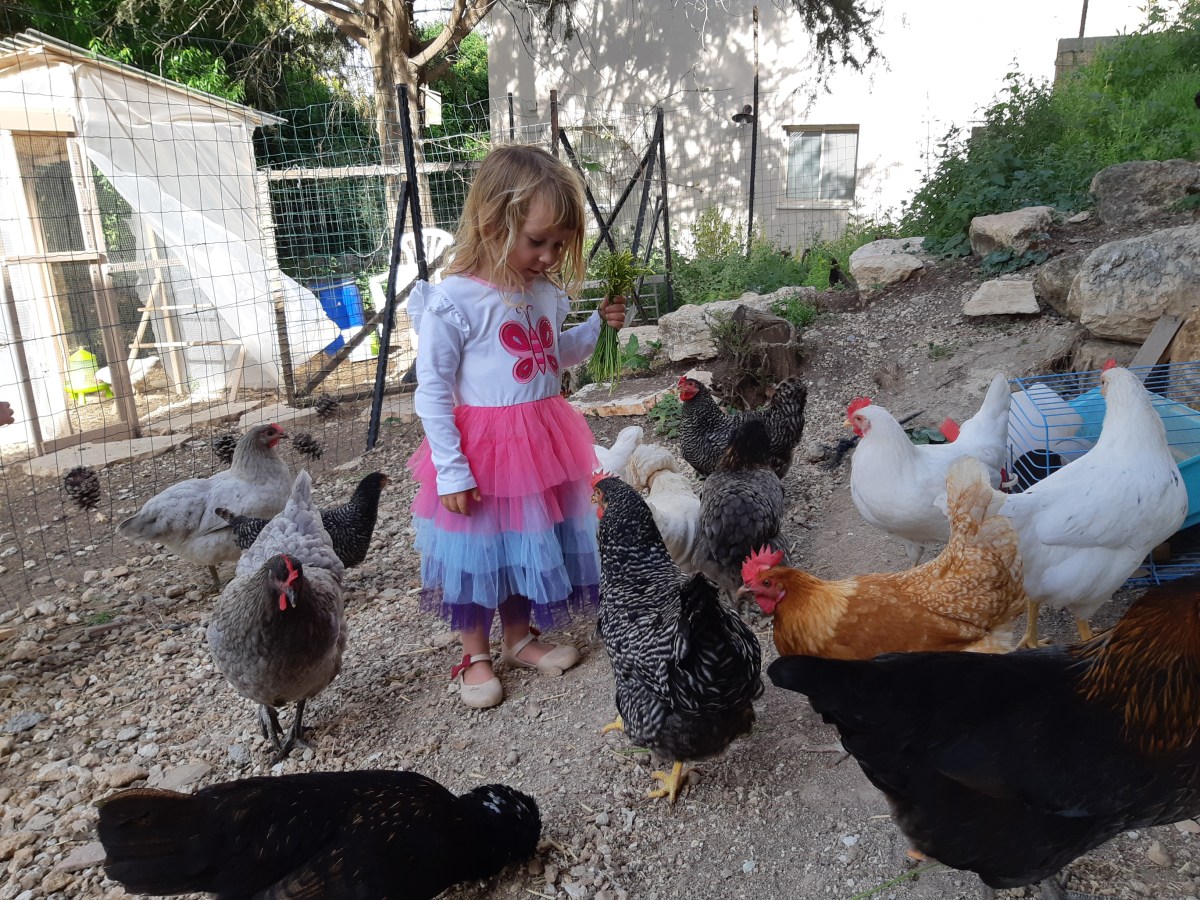 תרנגולות – לא מה&nbsp;שחשבתי