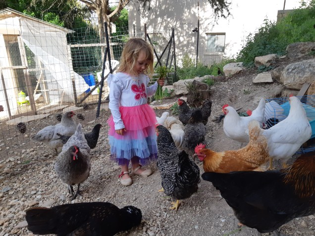 תרנגולות – לא מה&nbsp;שחשבתי